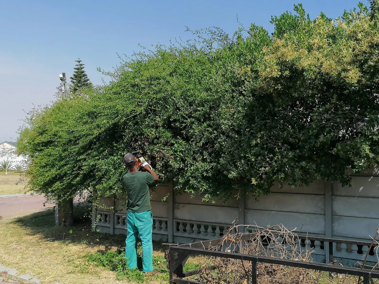 The Point crew cutting back an overgrown boundary hedge